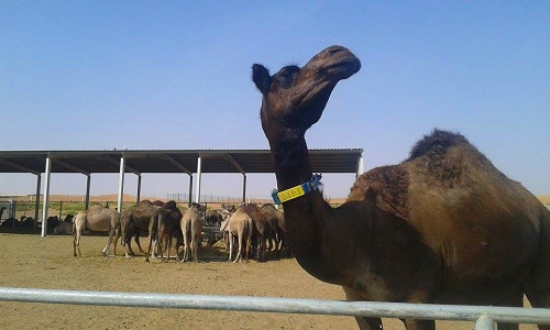 camel farm al ain
